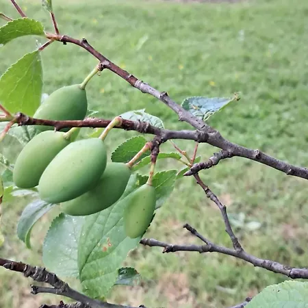 Kuca Za Odmor Amber Dom wakacyjny