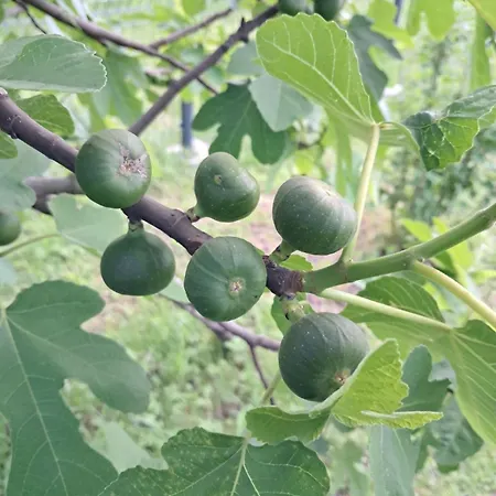 Kuca Za Odmor Amber * Bihac