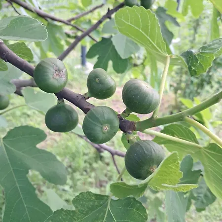 Kuca Za Odmor Amber * Bihać