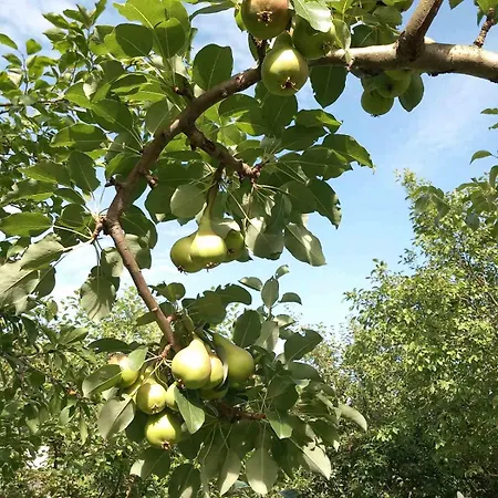 בית נופש Kuca Za Odmor Amber Bihać